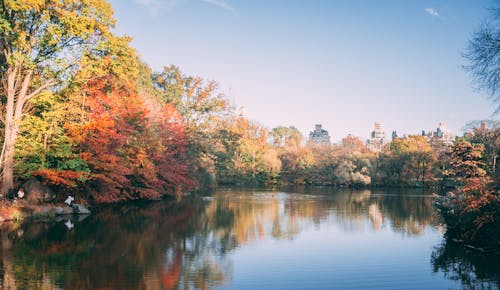 Imagine de stoc gratuită din arbori, central park, corp de apă