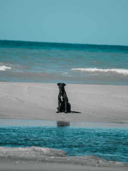 Free Black Dog at the Beach Stock Photo
