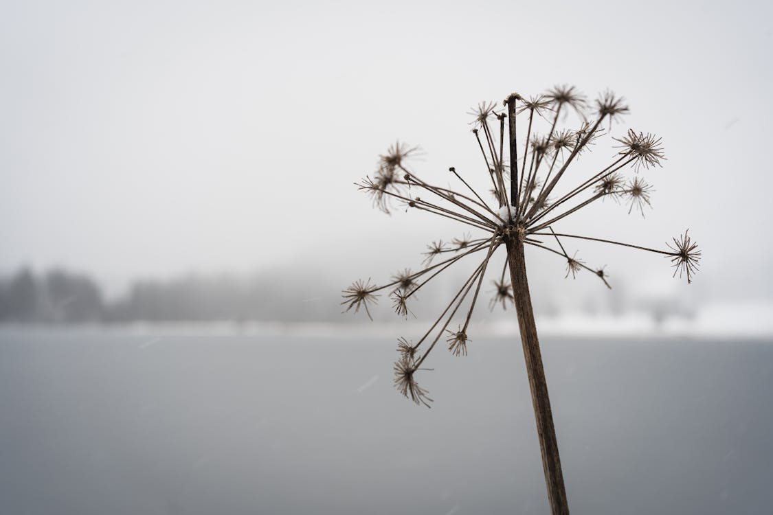 Kostnadsfri bild av dimma, kall, natur