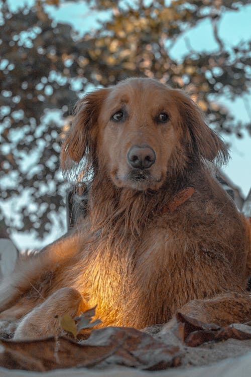 Foto profissional grátis de animal, animal de estimação, areia