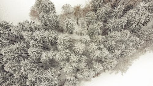 Drone view frozen coniferous trees in snowy terrain