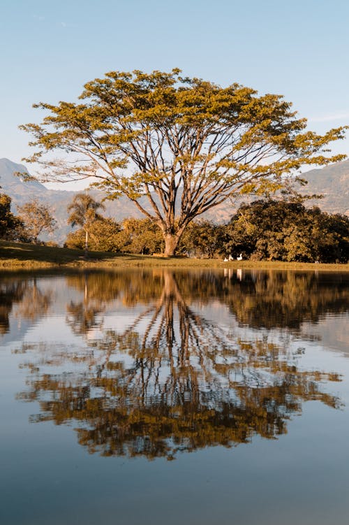 Foto profissional grátis de água, ao ar livre, árvore