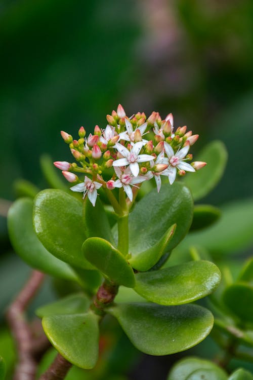 Close-up of Blooming Plant in Garden