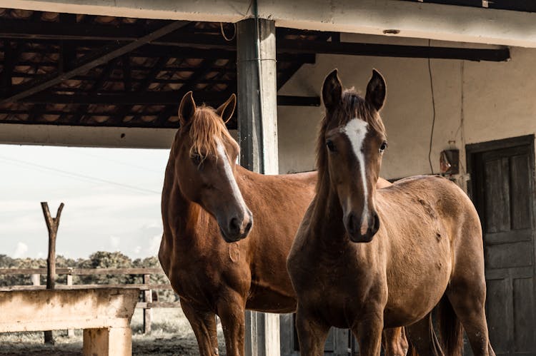 Pair Of Horses