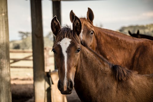 Foto profissional grátis de animais, cavalos, cena rural