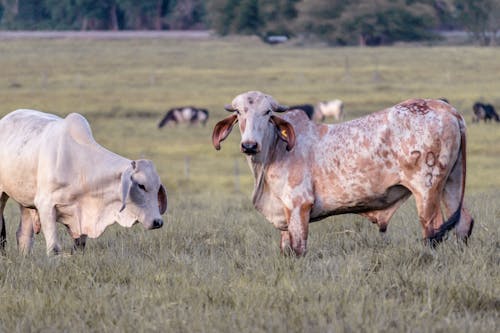 公牛, 吃草, 家畜 的 免費圖庫相片