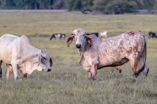 Foto profissional grátis de agricultura, arranhando, boi