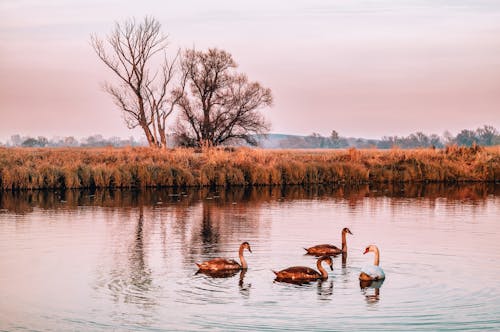 Flock of Swans on the Lake 