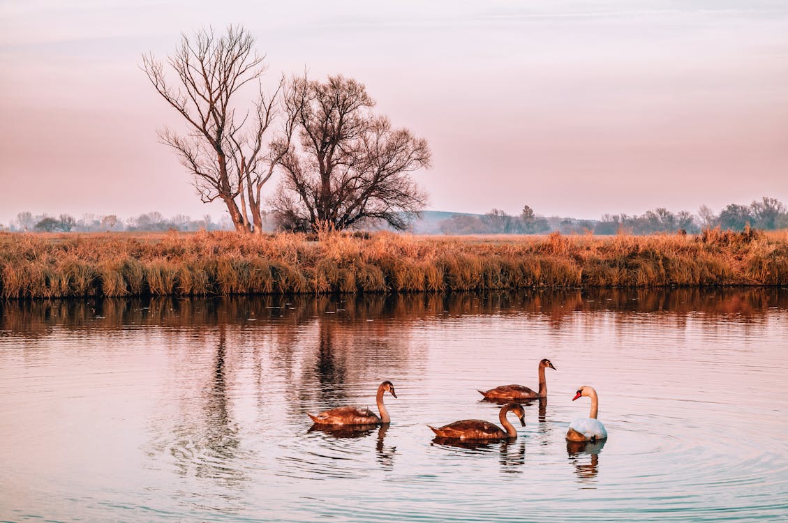 Základová fotografie zdarma na téma divočina, dlouhý krk, fotografování zvířat