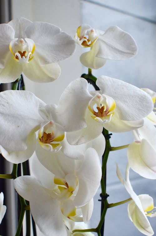 Close-up of White Orchid Flower