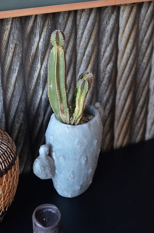 Foto d'estoc gratuïta de cactus, casa, cassola