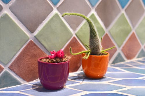 Prickly cactus with wavy stems near pot with blooming pink flowers against tiled wall in sunlight