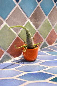 Prickly cactus growing in pot on tiled surface