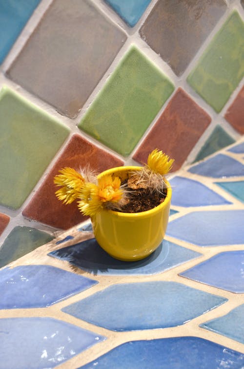 Succulent plant with bright blooming flowers with pleasant aroma growing in pot against tiled wall