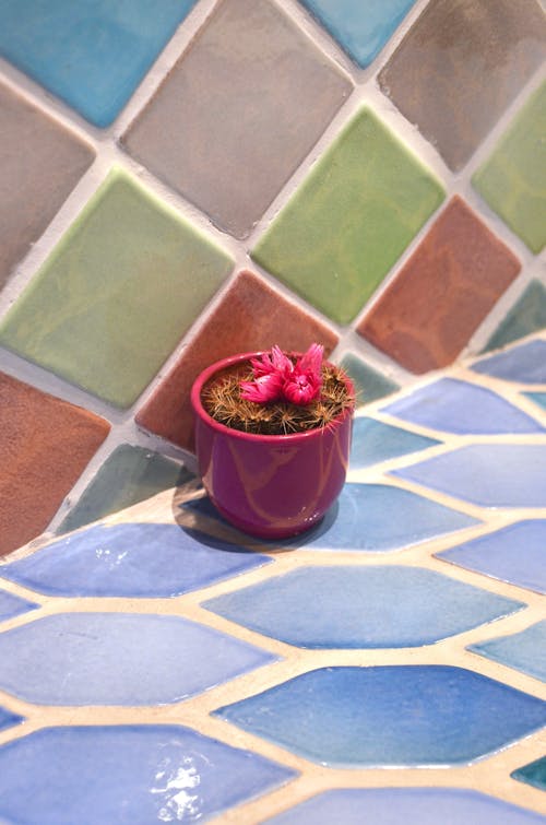 Succulent plant with blossoming pink flowers growing in dry soil in pot on tiled surface
