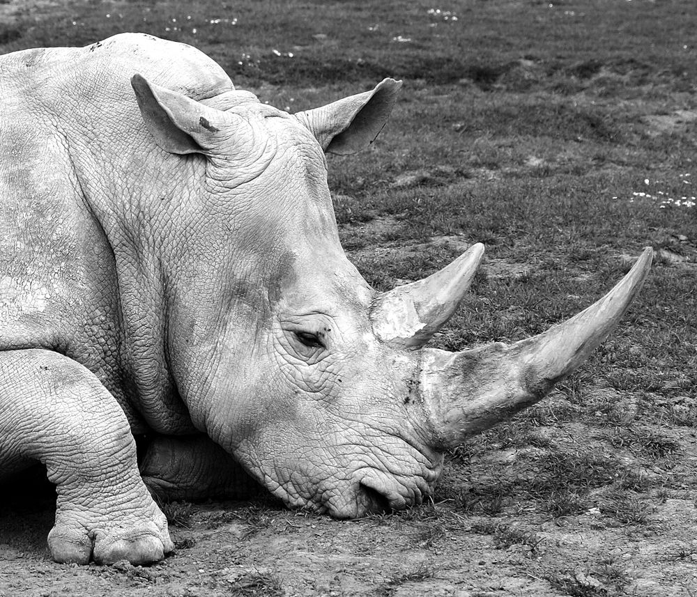 Close-up texture of a rhino's hide and horn