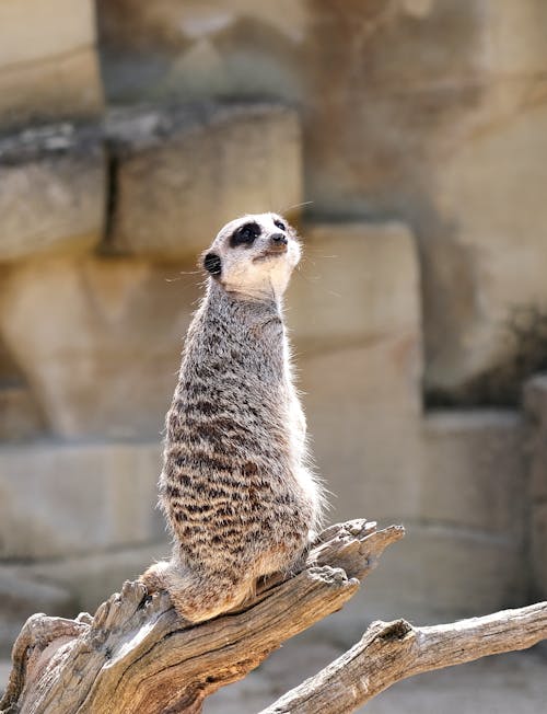 A Meerkat on a Tree Branch