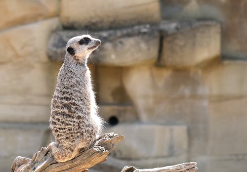 Δωρεάν στοκ φωτογραφιών με meerkat, άγριο ζώο, γκρο πλαν