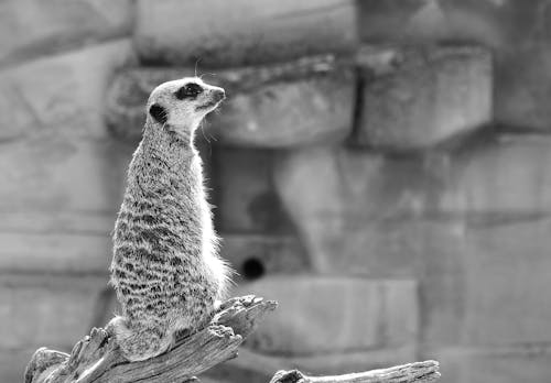 Meerkat on a Tree Branch