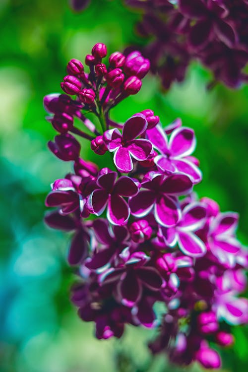 Free Purple and White Flower in Tilt Shift Lens Stock Photo