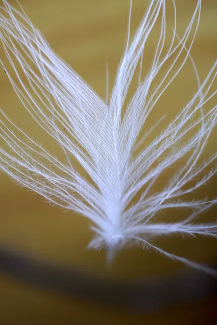 Gros plan macro sur une plume blanche fine, symbole de la signification tatouage plume