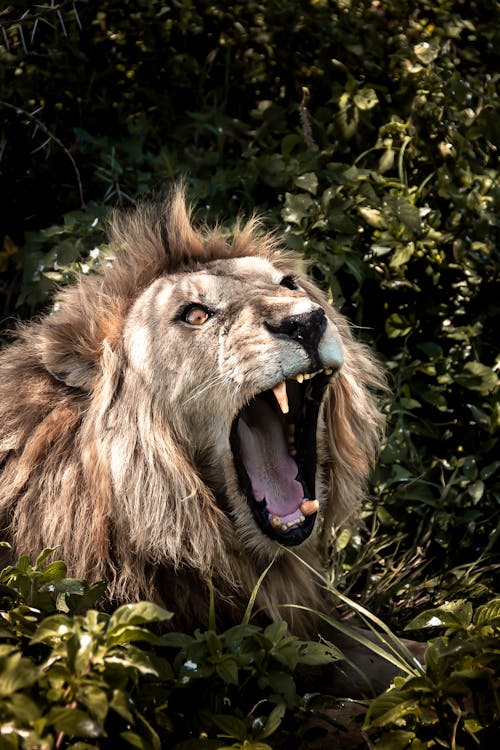 Adult Lion Playing With Lion Cub · Free Stock Photo Adult Lion Playing With Lion Cub · Free Stock Photo