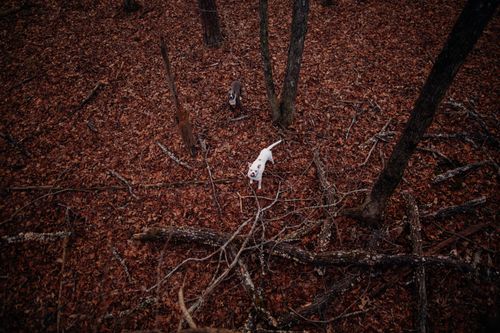 Free From above of attentive cute American Bulldog standing on ground covered with fallen leaves near broken trees in autumn forest and looking up Stock Photo