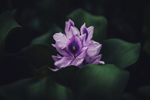 Photos gratuites de fermer, feuilles, fleurs violettes