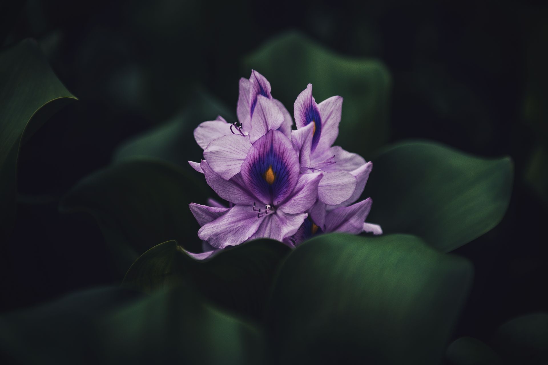 Stunning close-up of a purple water hyacinth flower surrounded by lush green leaves.