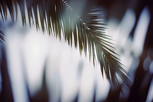 Close Up Shot of Palm Leaves