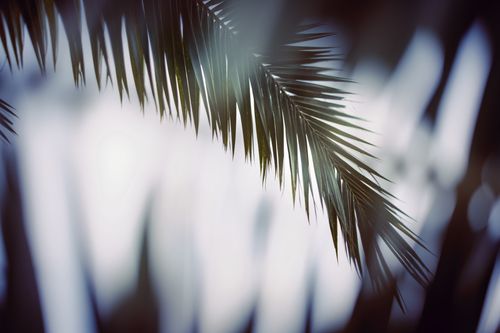 Free Aesthetic close-up of palm leaves with a blurred background, evoking a tropical feel. Stock Photo