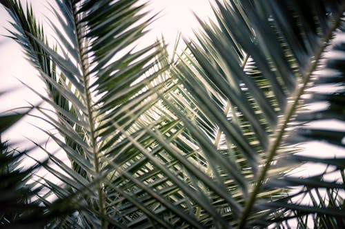 Kostenloses Stock Foto zu grün, nahansicht, palmenblätter