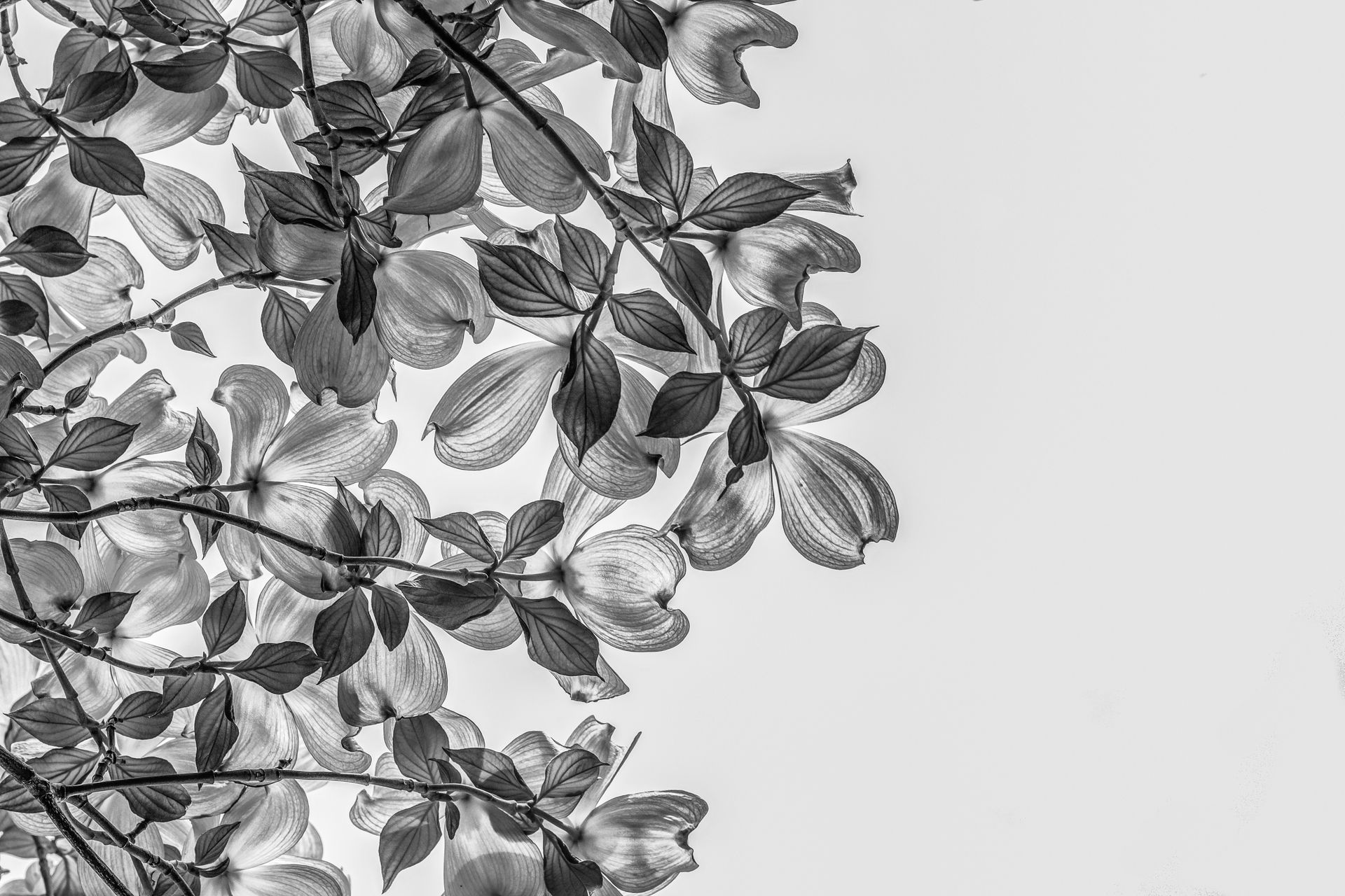 Artistic black and white photo of dogwood blossoms with ample copy space.