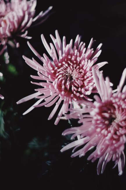 Detailed close-up of vibrant pink chrysanthemum flowers showcasing their natural beauty.
