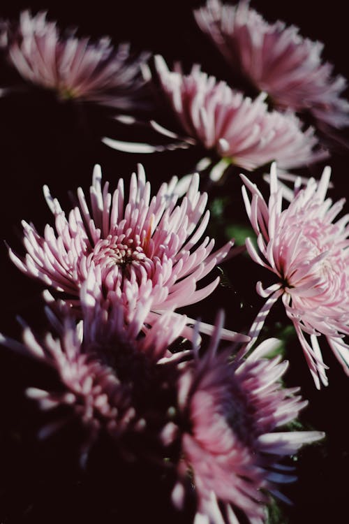 Close-up Photo of Pink Flowers