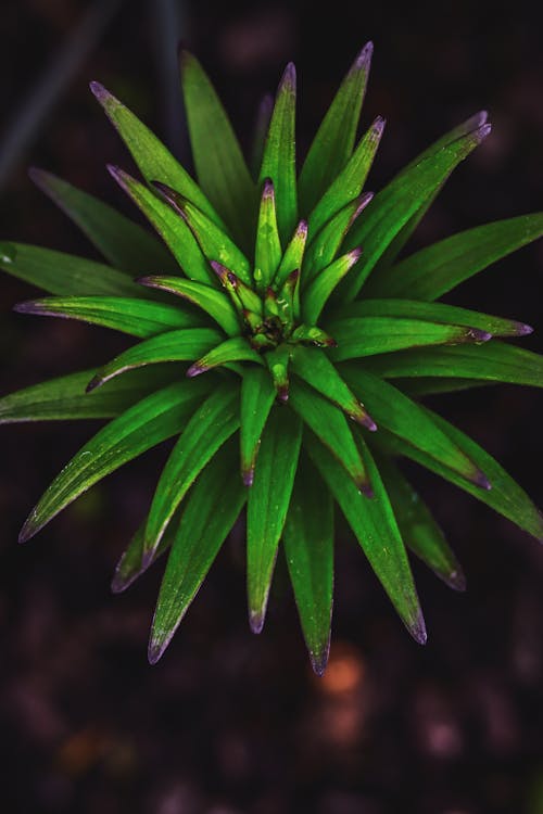 Green Plant in Close Up Photography