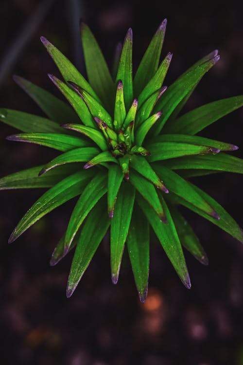 Základová fotografie zdarma na téma rostlina, růst, shora