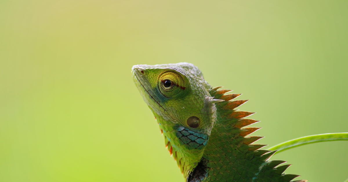 Free stock photo of animal, chameleon, colorful