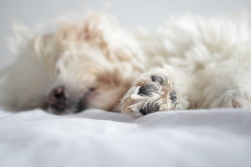 Free Close-up Photo of Sleeping Dog  Stock Photo