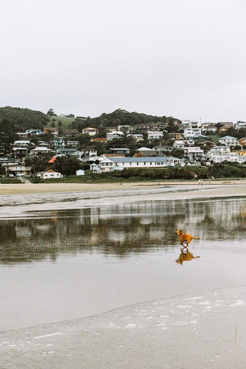 Fotos de stock gratuitas de casas, junto a la playa, orilla del océano