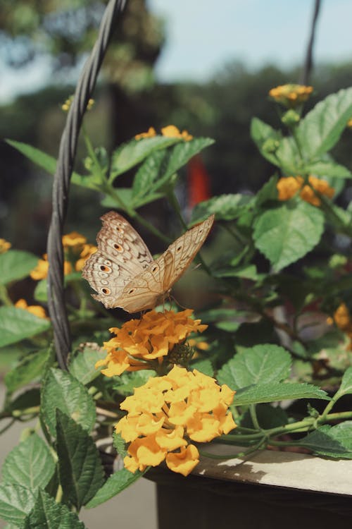 Close-Up Shot of a Brown Butterfly on Blooming Yellow Flowers