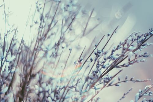 Free Ethereal close-up of blue-tinted flowers against a gentle bokeh background, creating a dreamy feel. Stock Photo