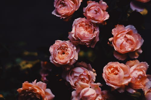 Free Pink Flowers on Dark Background Stock Photo
