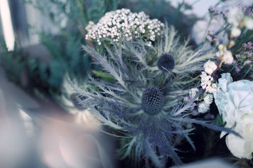 Purple and White Flowers