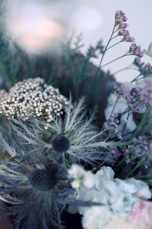 bitki örtüsü, çiçeklenmek, Çiçekler içeren Ücretsiz stok fotoğraf