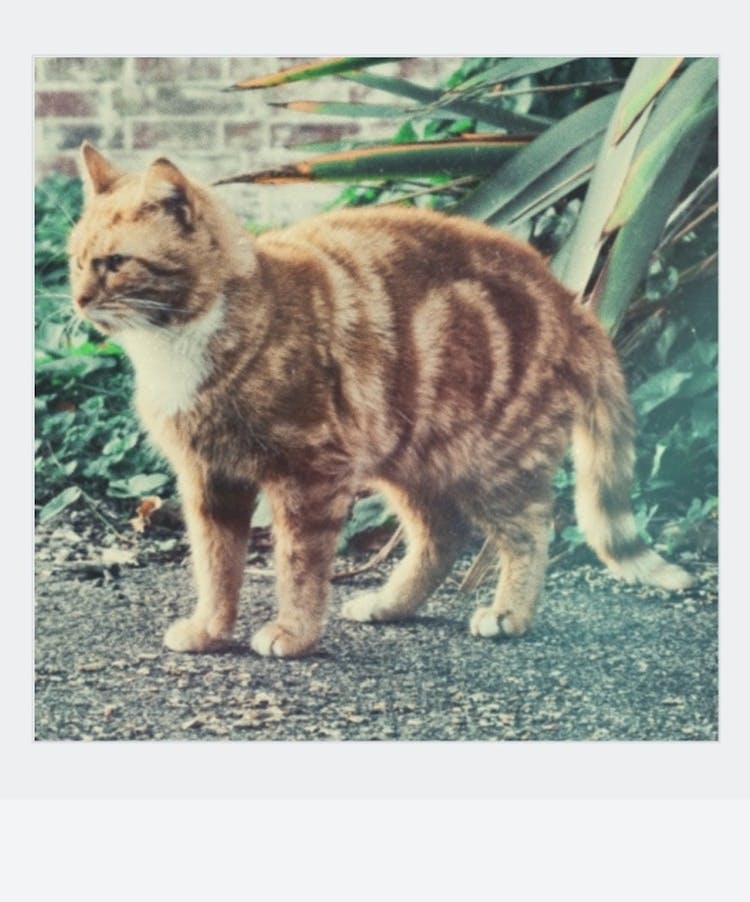 Polaroid Photo Of A Cat