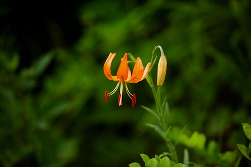 Close-Up Shot of a Blooming Tiger Lily Flower
