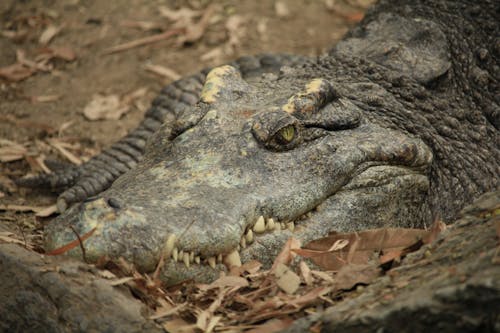 Foto d'estoc gratuïta de a l'aire lliure, animal, caiman