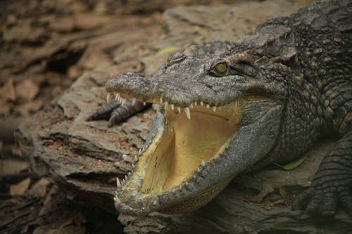 Close-up of Crocodile with Mouth Open