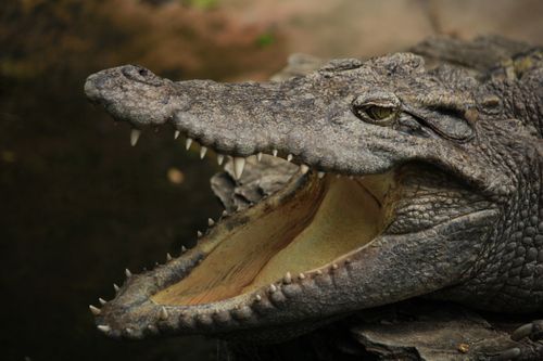 Free Detailed close-up of a crocodile with open mouth showcasing teeth and rough scales. Stock Photo